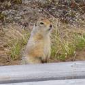 A ground squirrel next to a chamber.